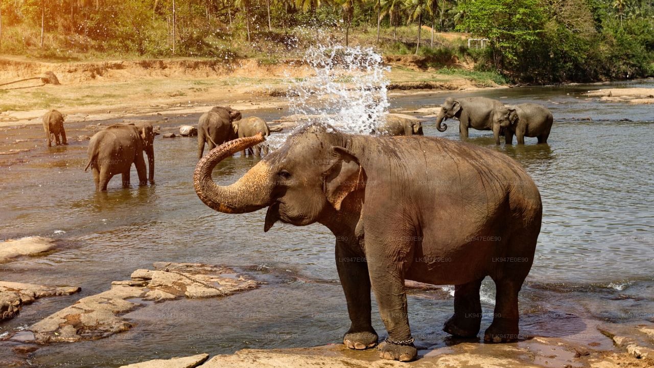 3 DAYS / 2 NIGHTS TOUR SIGIRIYA thumbnail 2