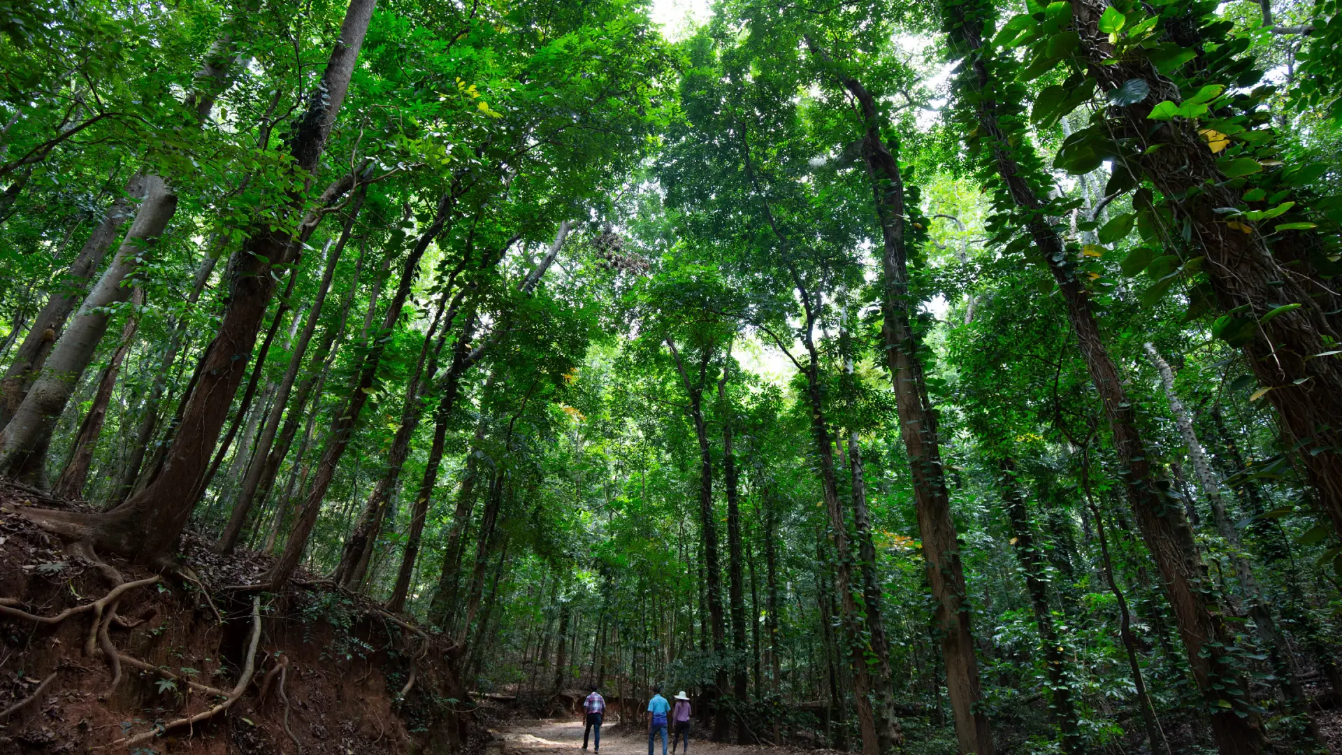 Udawattakele Forest Reserve