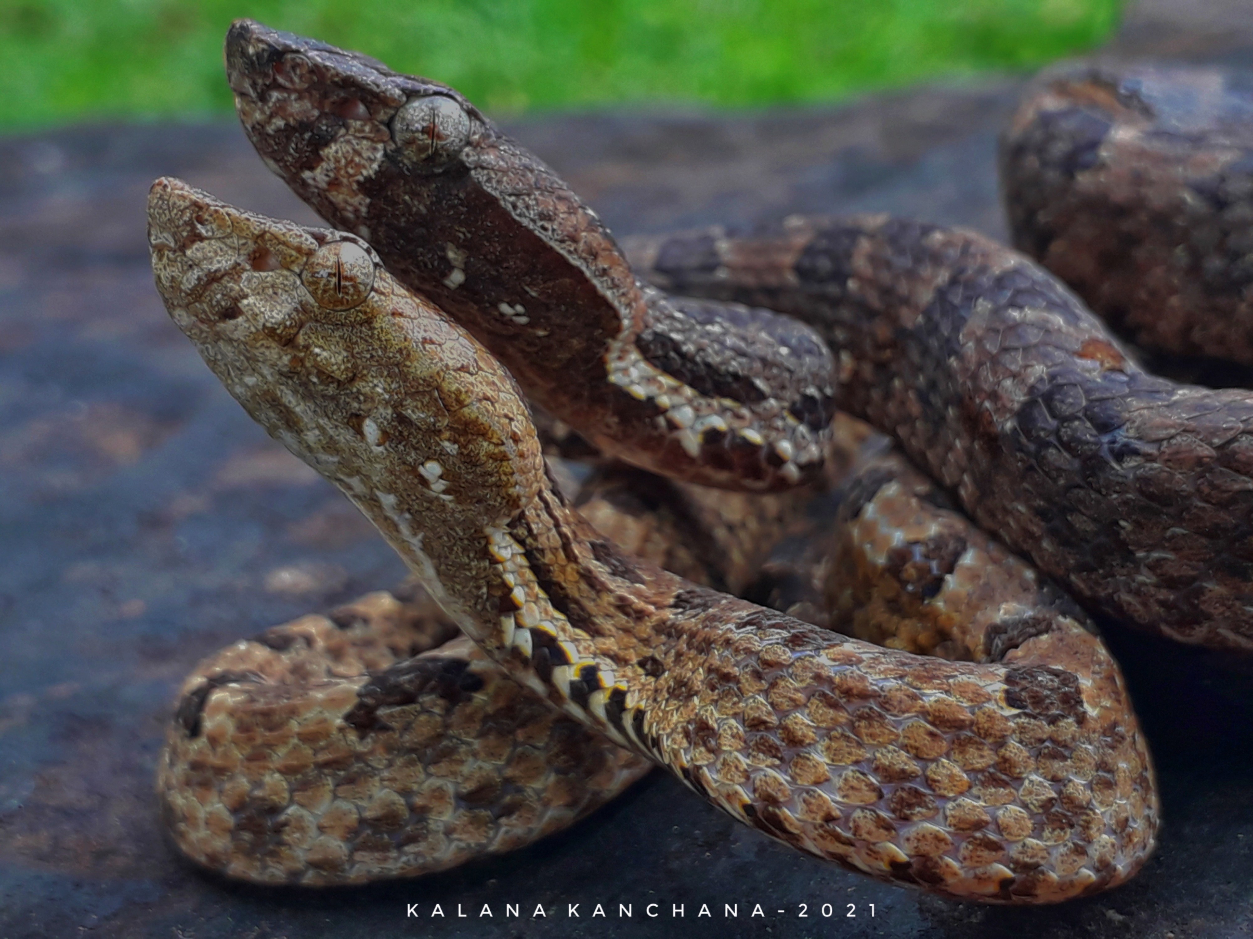 Sri Lankan Snake Species