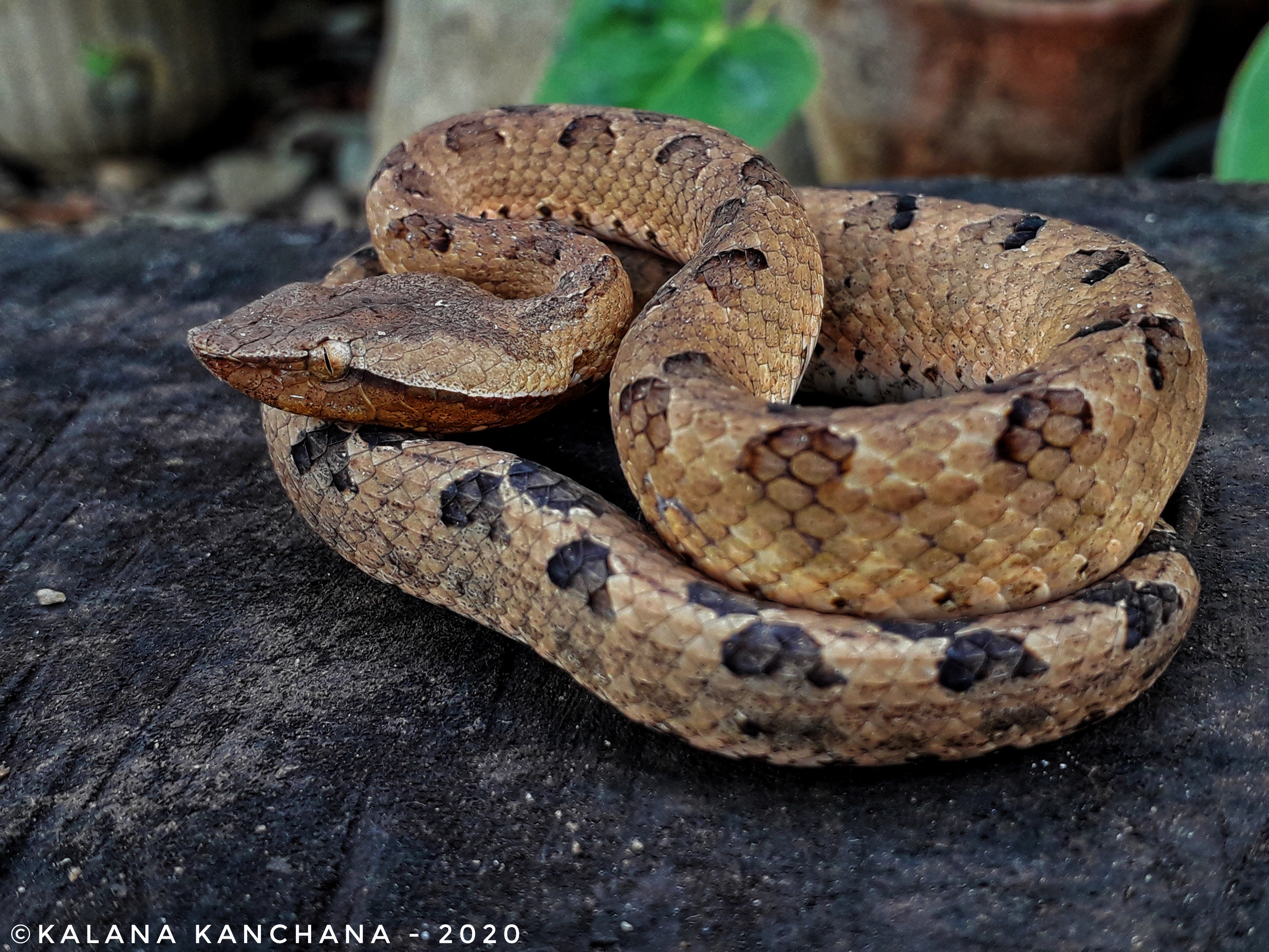 Sri Lankan Snake Species