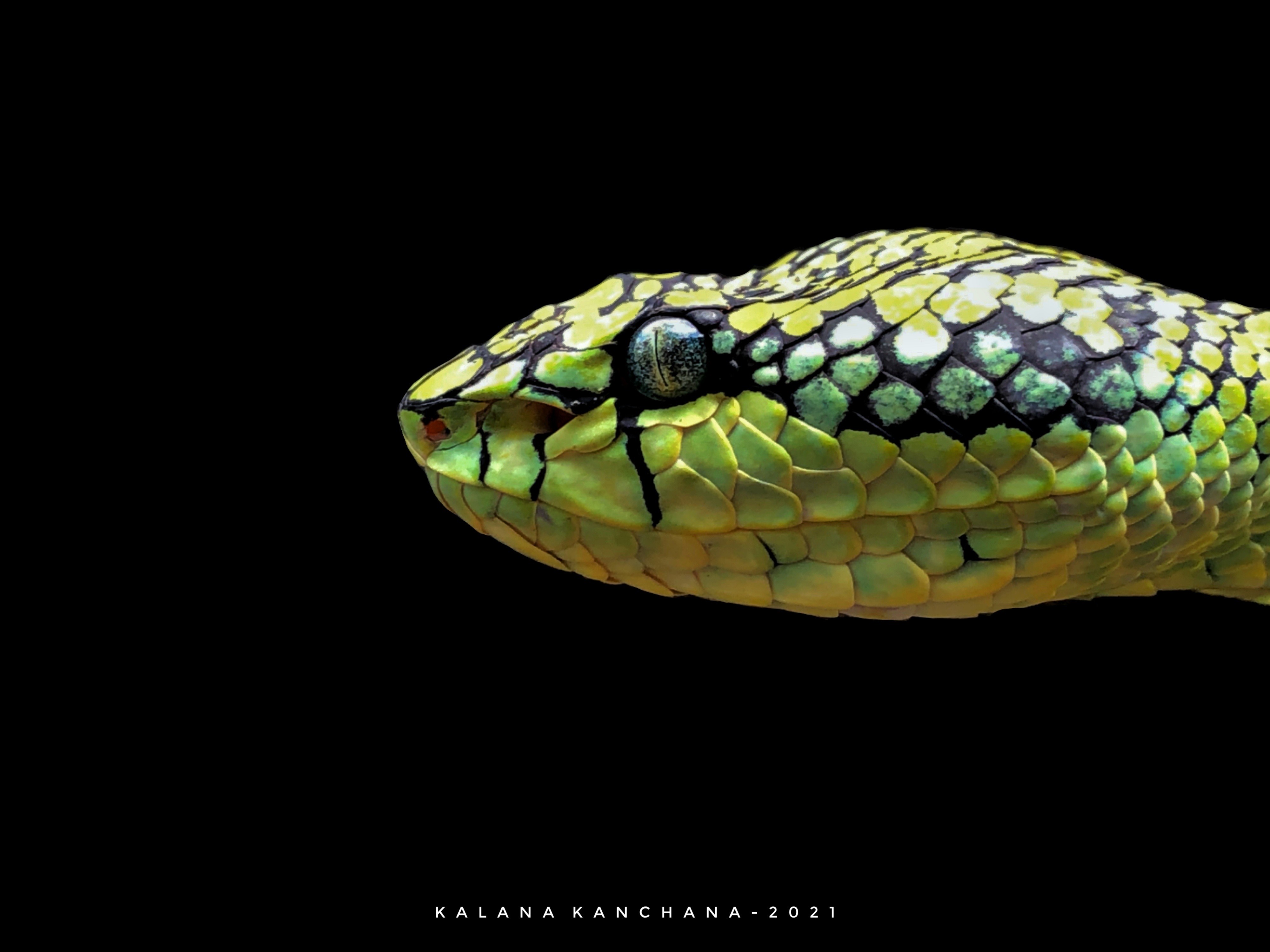 Sri Lankan Snake Species