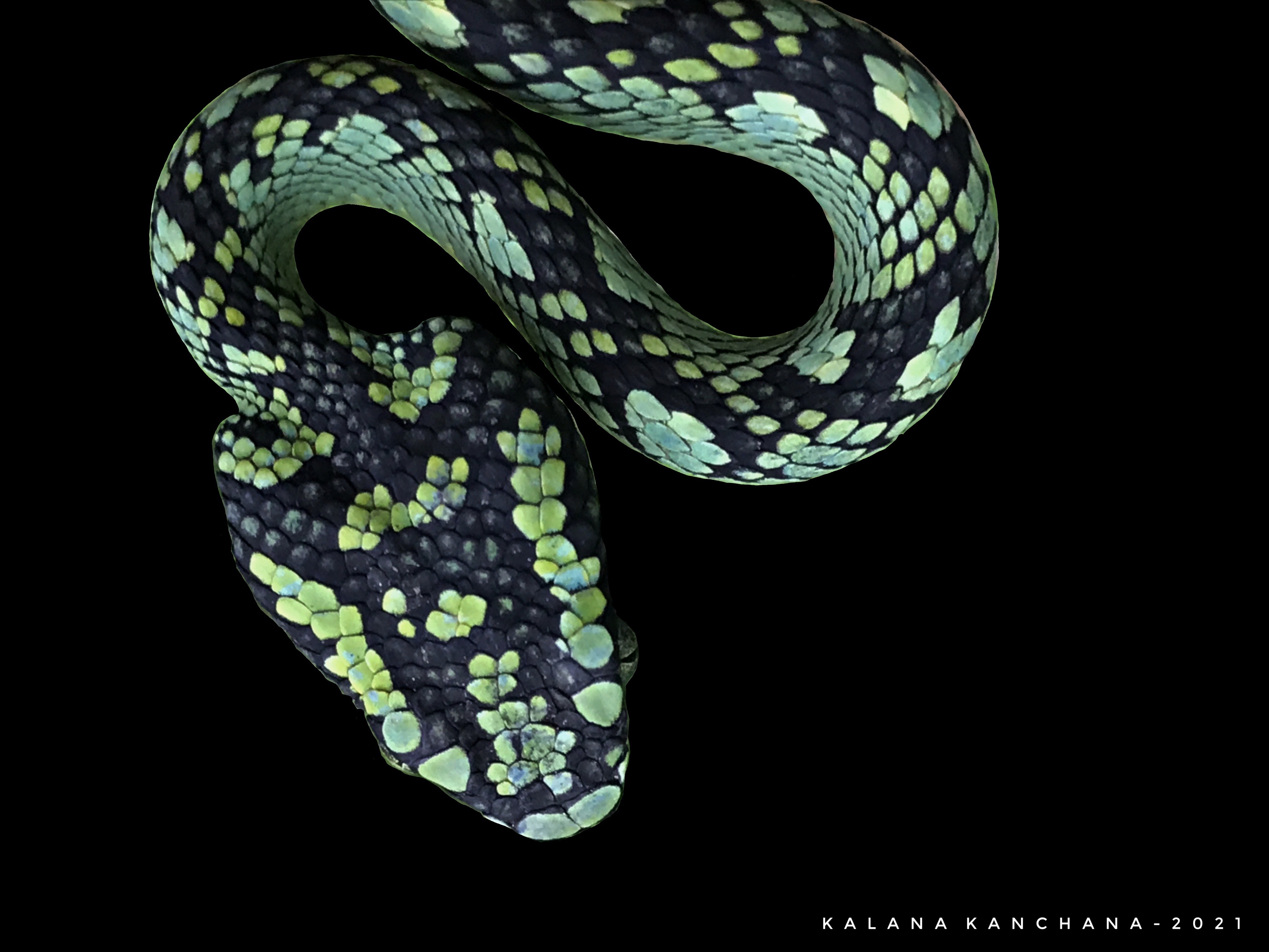 Sri Lankan Snake Species